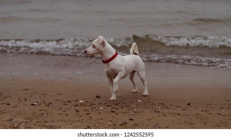 Walter White On The Beach 