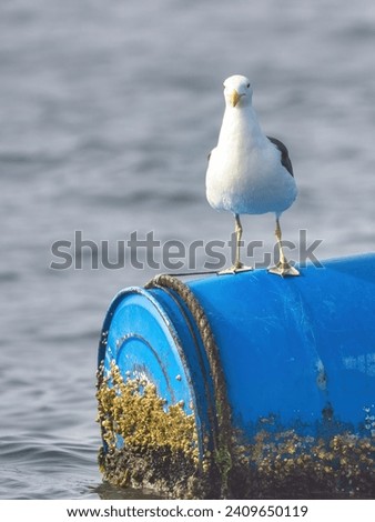Walvis Bay, Namibia - August 22, 2022: A Kelp gull perches on a blue floating barrel covered in barnacles and seaweed in the ocean.