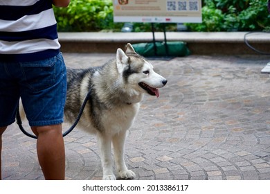 Wan Chai, Hong Kong - 31 Oct 2020: Capture The View Of A Husky Stay With The Owner At The Park