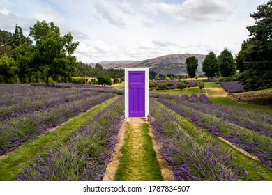 Wanaka Lavender Farm New Zealand