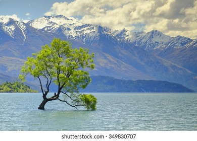 Wanaka Tree