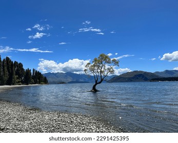 Wanaka Tree in Lake Wanaka, photographed during a travel to New Zealand in January 2023