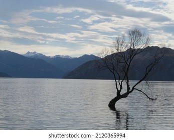 Wananka lake and famous Wanaka tree in New Zealand