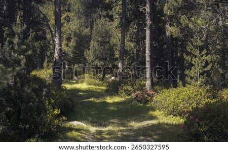 Wander through the tranquil pathways of Guils, where vibrant flora meets towering trees, inviting peace and exploration, Cerdanya, Catalonia