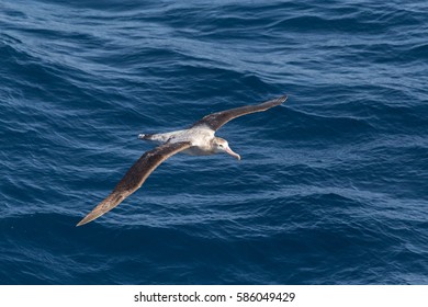 A wandering Albatross