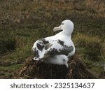 Wandering albatross with chick nesting in grassy  marshland on Sub-Antarctic Marion Island South Africa