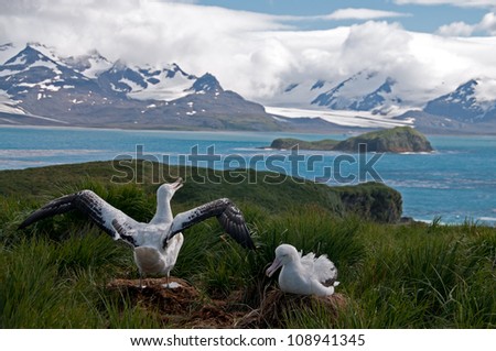 Wandering Albatross Couple Spreading Wings at South Georgia