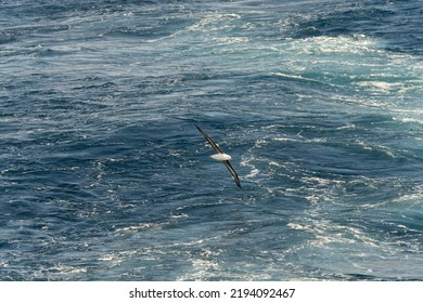 Wandering Albatross (Diomedea Exulans) - The Bird With The Largest Wingspan In The World	
