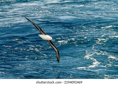 Wandering Albatross (Diomedea Exulans) - The Bird With The Largest Wingspan In The World	
