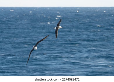 Wandering Albatross (Diomedea Exulans) - The Bird With The Largest Wingspan In The World	
