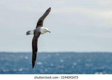 Wandering Albatross (Diomedea Exulans) - The Bird With The Largest Wingspan In The World	
