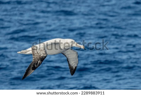 Wandering albatross (Diomedea exulans) - the bird with the largest wingspan in the world soars over the blue sea in gliding flight