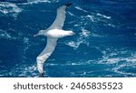 Wandering albatross (Diomedea exulans) in flight off the Falkland Islands