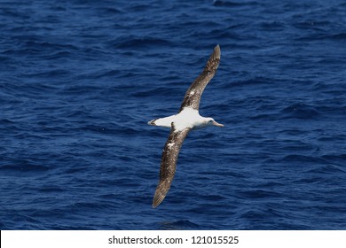 Wandering Albatross (Diomedea exulans gibsoni) at Australia