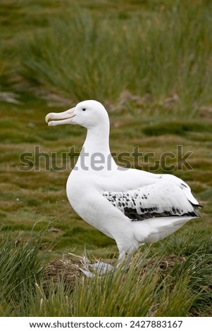 Wandering albatross (diomedea exulans), prion island, south georgia, polar regions
