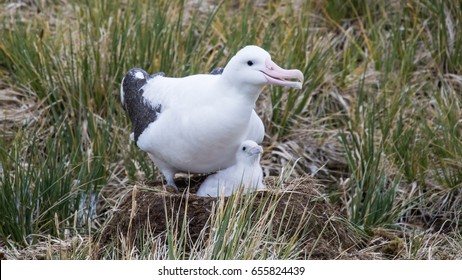 Wandering Albatross and Downy White Chick