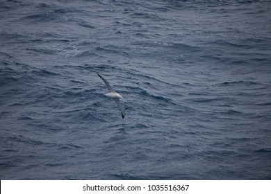 Wandering Albatross, Drake Passage