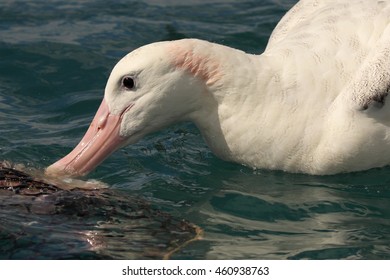 A Wandering Albatross feeding in the Pacific Ocean off the coast of New Zealand.
