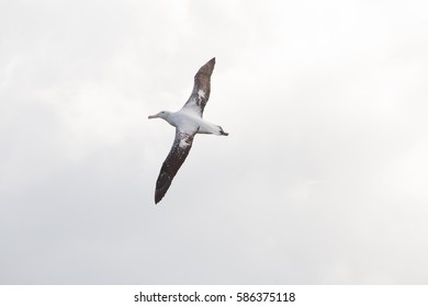 A wandering albatross in flight at Prion Island, South Georgia