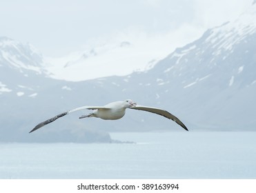 Wandering albatross flying above ocean bay,  with snowy mountains and light blue ocean in the background, South Georgia Island, Antarctica
