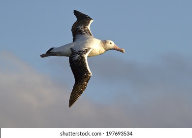 wandering albatross on a background of blue sky with clouds