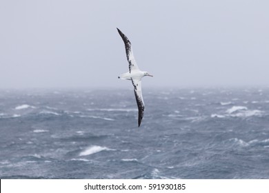A wandering albatross at sea.