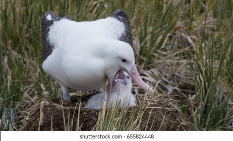 Wandering Albatross Shows Tenderness for its Chick