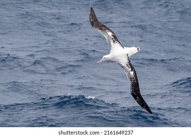 Wandering Albatross in the Southern Ocean