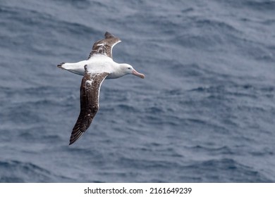 Wandering Albatross in the Southern Ocean
