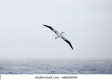 Wandering Albatross,  southern ocean, Drake passage
