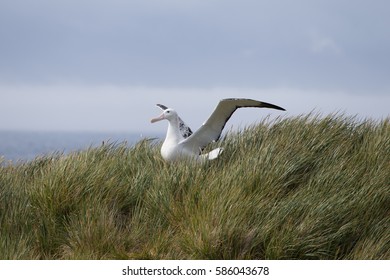 A Wandering Albatross stretches its wings at Prion Island, South Georgia.