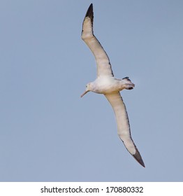 Wandering albatross with wings spread vertically