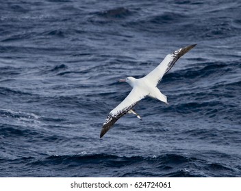 Wandering Albatross(Diomedea exulans) in the South Atlantic