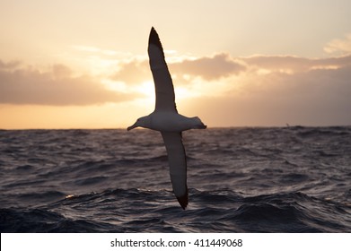  Wandering Albatrosses in Drake Passage
