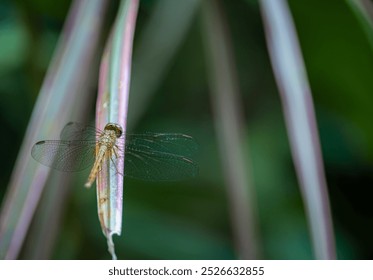 A wandering glider dragonfly, Pantala flavescens, on pastel colors leaf of cordyline, Cordyline fruticosa, in Northern Thailand. Natural daylight - Powered by Shutterstock