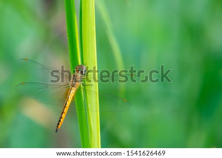 Wandering Glider perched on green grass