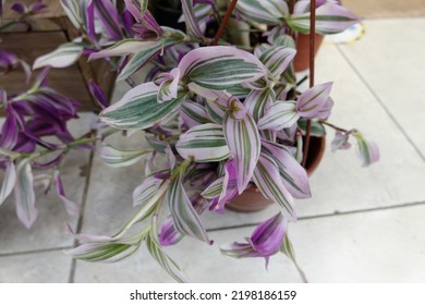 Wandering Jew, Wandering Dude, Inch Plant, Spiderwort or Tradescantia Zebrina plant flowers. Pink purple violet leafs. telgraf çiçeği - Shutterstock ID 2198186159
