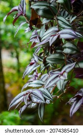 Wandering Jew Plant On Hanging Pot