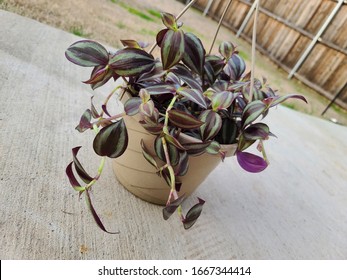 Wandering Jew Plant On Patio Concrete