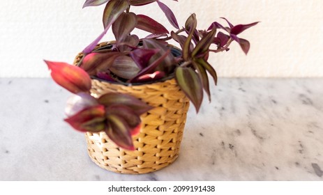 Wandering Jew Plant In A Woven Basket