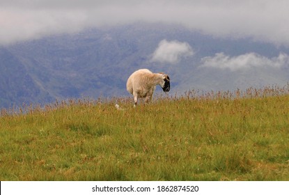 Wandering Sheep In The Dingle Peninsula