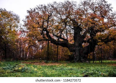 Wandering In The Sherwood Forest