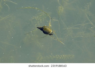 Wandering snail, scientific name radix balthica, taken in, Geneva, CH.