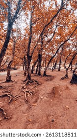Wandering Through the Rust-Colored Forest.