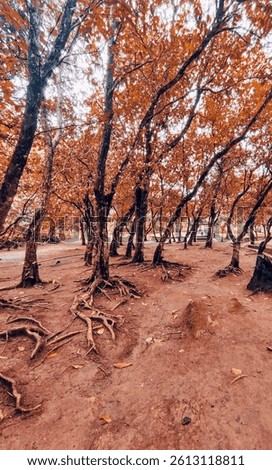 Wandering Through the Rust-Colored Forest.