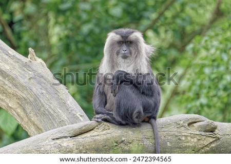 Wanderoo, or lion-tailed macaque (Macaca silenus). Representative of the tropical forests of South-West India. Sits on a thick tree trunk.