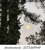 Waning Gibbous Moonset Framed By Branches and Ivy