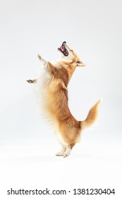 I Want To Play With You. Welsh Corgi Pembroke Puppy In Motion. Cute Fluffy Doggy Or Pet Is Playing Isolated On White Background. Studio Photoshot. Negative Space To Insert Your Text Or Image.