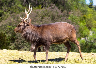 WAPITI
