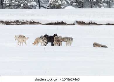 Wapiti Lake Wolves Greeting Each Other After A Morning Meal Of Bison In Yellowstone National Park.